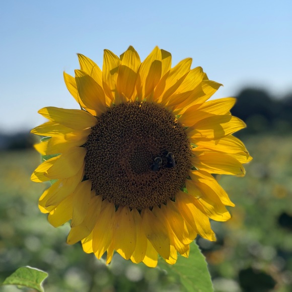 Meet your Posher, Hannah - Picture 1 of 1